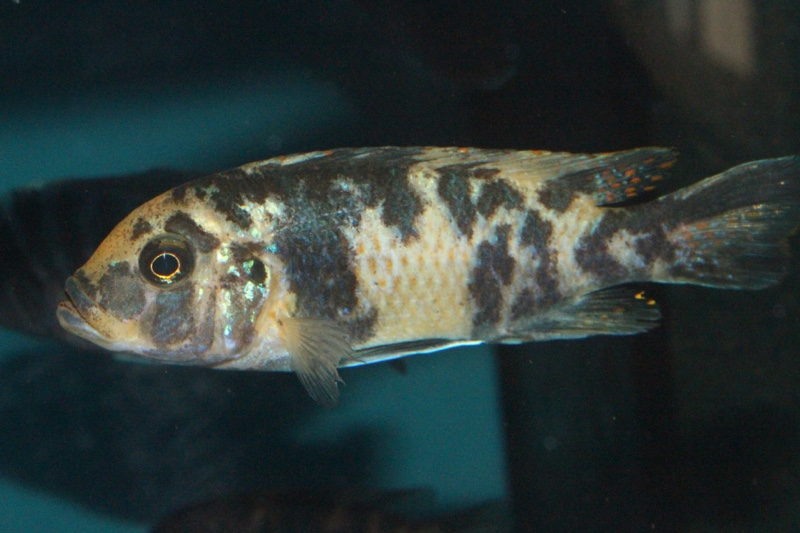 Maylandia zebra 'Masinje'